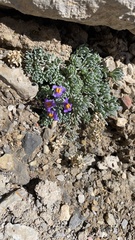 Linaria alpina