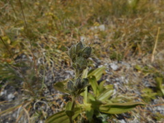 Veronica bellidioides