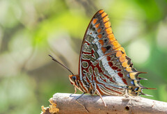 Charaxes jasius