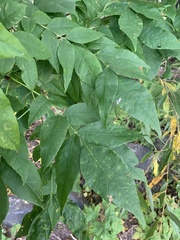 Fraxinus pennsylvanica