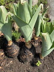 Merwilla plumbea