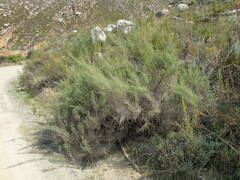 Dicerothamnus rhinocerotis