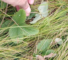 Fragaria viridis