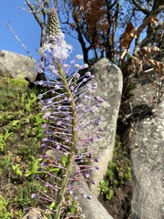 Merwilla plumbea