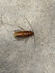 Ischnoptera bilunata