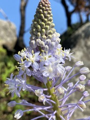 Merwilla plumbea