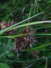 Rhynchospora capitellata