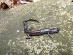 Plethodon wehrlei