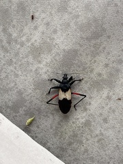 Microtomus purcis