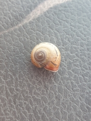 Fruticicola fruticum
