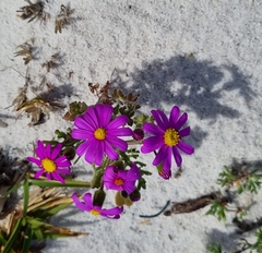 Senecio arenarius