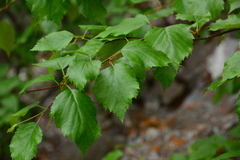 Betula occidentalis