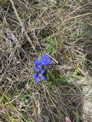 Gentiana puberulenta