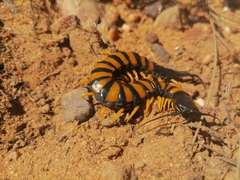 Scolopendra