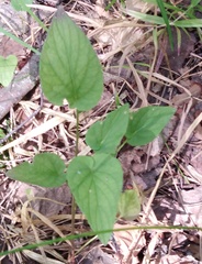 Viola
