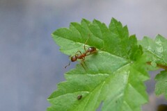 Myrmica