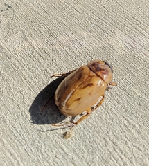 Cyclocephala lunulata