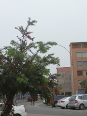 Aves