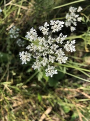 Torilis arvensis