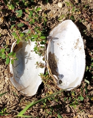 Uniomerus tetralasmus