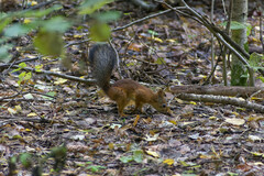 Sciurus vulgaris