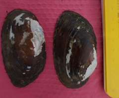 Uniomerus tetralasmus