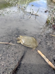 Apalone spinifera emoryi