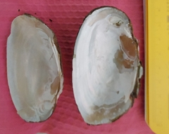 Uniomerus tetralasmus