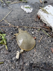 Apalone spinifera emoryi