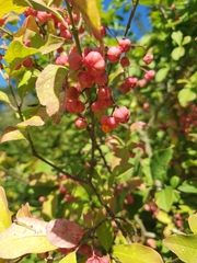 Euonymus europaeus