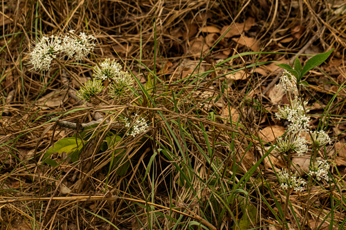 Pavetta decumbens image