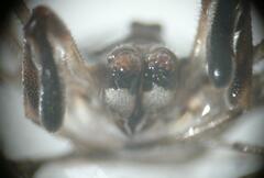 Dicranopalpus ramosus