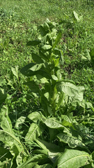 Nicotiana tabacum