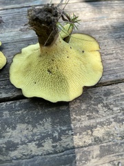 Boletinellus merulioides
