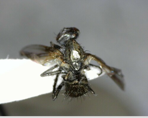 iNaturalist observation photo of Flies