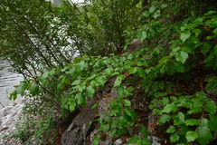 Betula occidentalis