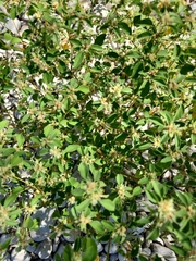 Croton monanthogynus