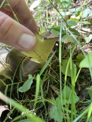 Boletinellus merulioides