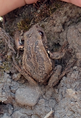 Gastrotheca riobambae