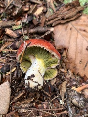 Hypomyces luteovirens