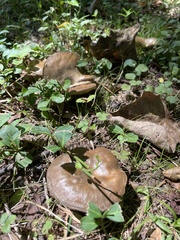 Boletinellus merulioides