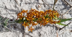 Manulea tomentosa