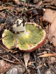 Hypomyces luteovirens