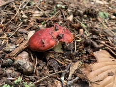 Hypomyces luteovirens