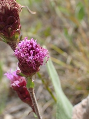 Liatris ligulistylis