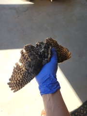 Phalaenoptilus nuttallii