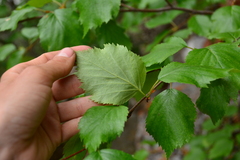 Betula occidentalis
