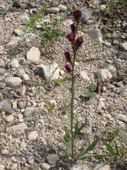 Liatris ligulistylis