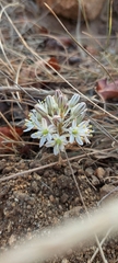 Drimia sanguinea