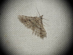 Alucita palodactyla